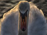001-DSC 9396-WholeDetEx-Exp+.40-Clean-Crop-2048-Sig  Swan at Hatchet Pond