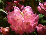 005-DSC 1181-Crop-USMask-2048-Sig  Rhododendron, Exbury Gardens