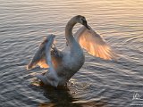 2017-02-01-DSC 9101-2048-Sig  Hatchet Pond - swans at sunset