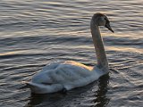2017-02-01-Image001-DetEx-2048-Sig  Hatchet Pond - swans at sunset