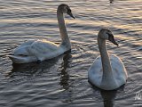 2017-02-01-Image002-DetEx-2048-Sig  Hatchet Pond - swans at sunset