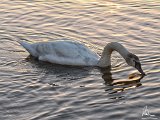 2017-02-01-Image003-DetEx-2048-Sig  Hatchet Pond - swans at sunset