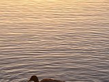 2017-02-01-Image004-DetEx-2048-Sig  Hatchet Pond - ducks at sunset