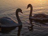 2017-02-01-Image008-DetEx-2048-Sig  Hatchet Pond - swans at sunset