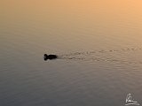 2017-02-01-Image009-Cropped-NoDetEx-2048-Sig  Hatchet Pond - ducks at sunset