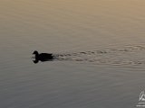 2017-02-01-Image010-Cropped-NoDetEx-2048-Sig  Hatchet Pond - ducks at sunset