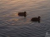 2017-02-01-Image012-Cropped-DetEx-2048-Sig  Hatchet Pond - ducks at sunset