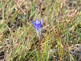 2017-09-13-001-DSC 7526-PSDetEx-2048-Sig  Marsh gentian