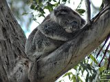 Koala, Otway NP, Great Ocean Road, VIC   2009-10-18-006-001-DSC 6640-PSDetEx48-2048+Sig  Koala, Otway NP, Great Ocean Road, VIC