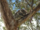 Koala, Otway NP, Great Ocean Road, VIC   2009-10-18-006-002-DSC 6627-PSDetEx-2048-Sig  Koala, Otway NP, Great Ocean Road, VIC