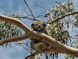 Koala, Otway NP, Great Ocean Road, VIC   2009-10-18-006-003-DSC 6633-PSDetEx-2048-Sig  Koala, Otway NP, Great Ocean Road, VIC