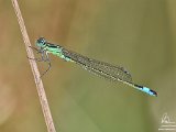 2017-07-06-001-DSC 5568-DetEx-2048-Sig  Damsel fly
