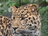 2017-07-22-02-DSC 6134-PSDetExTwice-Square-2048+Sig  Leopard, Marwell Zoo