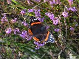 2017-09-13-003-DSC 7608-DetEx-2048-Sig  Red Admiral butterfly