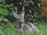 2017-10-18-003-DSC 8132-Crop-DetEx-2048-Sig  Roe deer