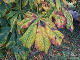 Horse chestnut leaves, Oare, Somerset   2016-10-08-003-20161008 155226-PSDetEx-2048-Sig  Horse chestnut leaves, Oare, Somerset
